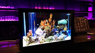 魚八景4K・魚八景Jr. | 癒し、新次元 高画質バーチャル水槽
